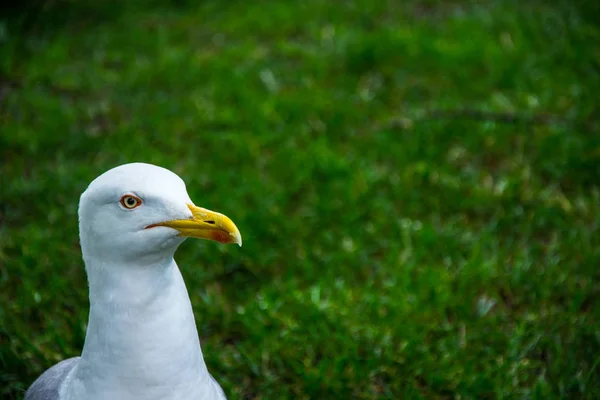 Gaviota Blanca Pie Campo Hierba — Foto de Stock