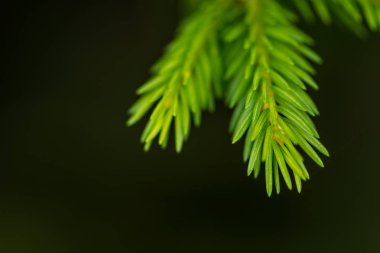 Ormandaki çam ağacı yeşil dalı