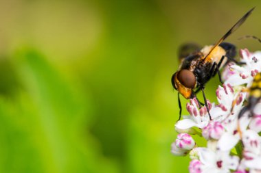 Sağlıklı bitki Sambucus nigra çiçek arıya