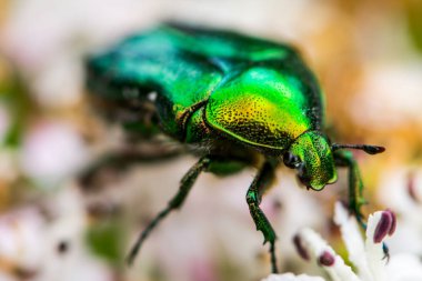 Sağlıklı bitki Sambucus nigra çiçek yeşil hata