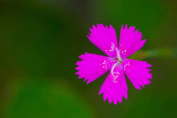 Sparatoria Vicino Del Fiore Rosa Sul Prato — Foto Stock