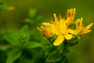 St John's wort sarı sağlıklı bitki dağ çayır üzerinde