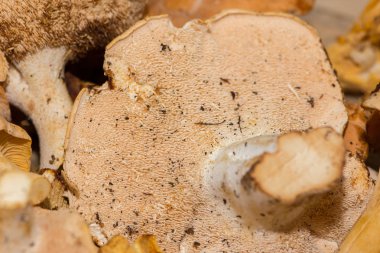 Unlean ve ham Cantharellus cibarius mantar Grubu'nun çekimi kapat