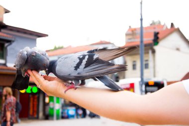Saraybosna Şehir Bascarsija'da üzerinde çift güvercin adamdan yemek eller