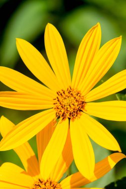 Güneşli gün boyunca parkta güzel sarı papatya çiçek