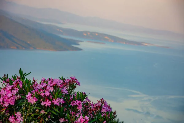 Popínavé Rostliny Fialová Květina Krásnou Krajinou Pozadí Město Bodrum — Stock fotografie