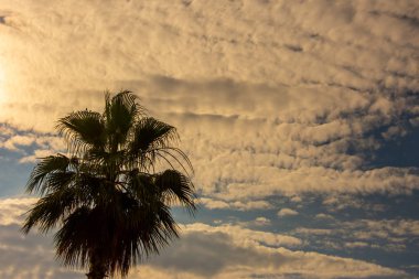 Güzel üst arka plan mavi gökyüzünde ve palmiye ağacı