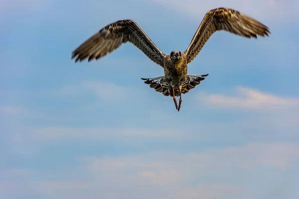 Gaivota Voando Para Céu Azul Acima Cidade Istambul — Fotografia de Stock