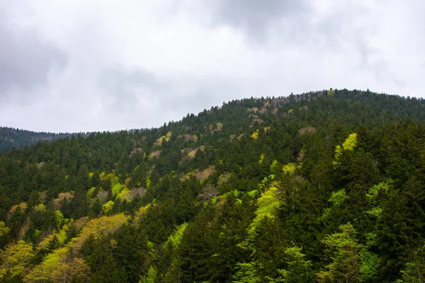 Piękny zielony krajobraz wokół wsi Uzungol — Zdjęcie stockowe
