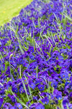 Gün boyunca bahçede mavi çiçek serpildi