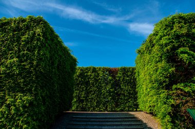 Parkta yeşil yaşam çit 