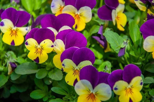 Pansies mor ve sarı renkte çiçek — Stok fotoğraf