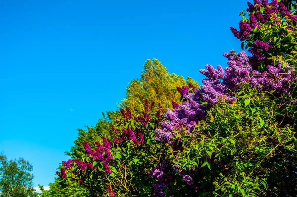 Το λιλά ανθοφορία ξυλώδες φυτό και τον ουρανό — Φωτογραφία Αρχείου