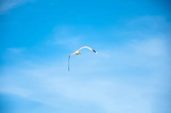Il bel gabbiano che vola verso il cielo — Foto Stock