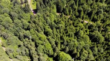 Yeşil bir ormanın insansız hava aracı tarafından yapılan bir çekim. 