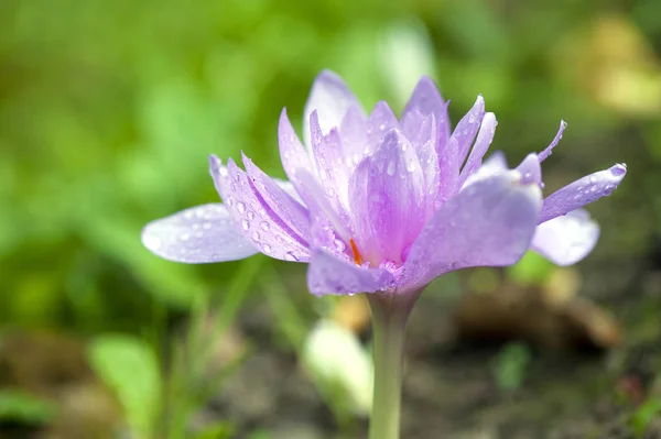 Flor Azul Jardín —  Fotos de Stock