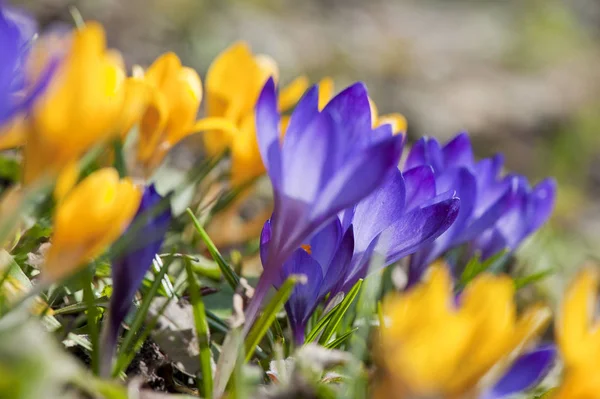 Forår Krokus Foråret Haven - Stock-foto