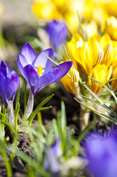 Crocos Primavera Jardim — Fotografia de Stock