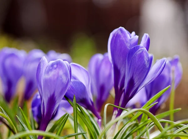 Forår Krokus Haven - Stock-foto