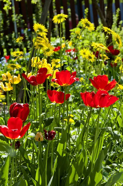 Virágok Tavaszi Kertben — Stock Fotó
