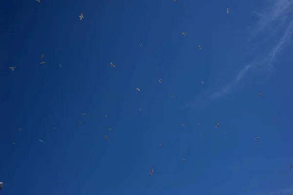 Birds soaring in the sky