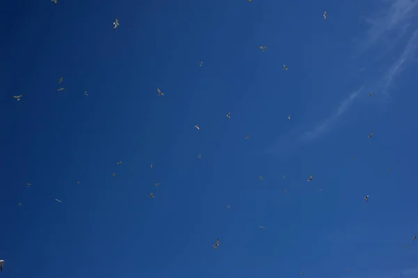 Pássaros Voando Céu — Fotografia de Stock