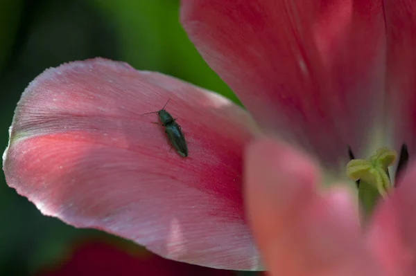 Bir çiçek açan lale yaprağı üzerinde Beetle