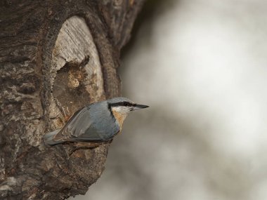 Uçuş başlamadan önce sıvacı kuşu