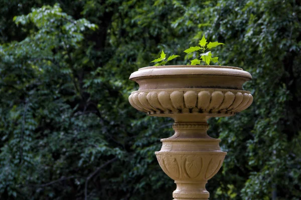 Vase Jardin Jaune Sur Fond Vert — Photo