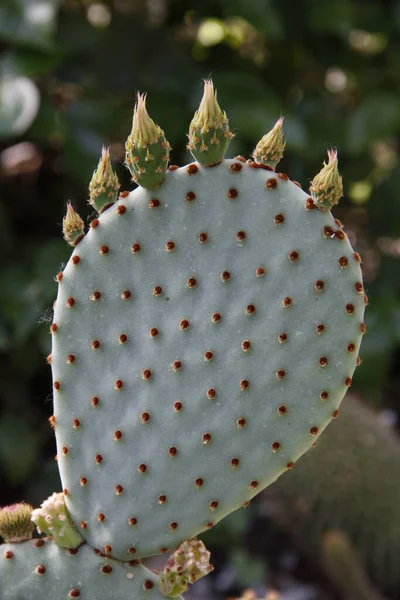 Feuille Cactus Avec Boutons Floraux — Photo