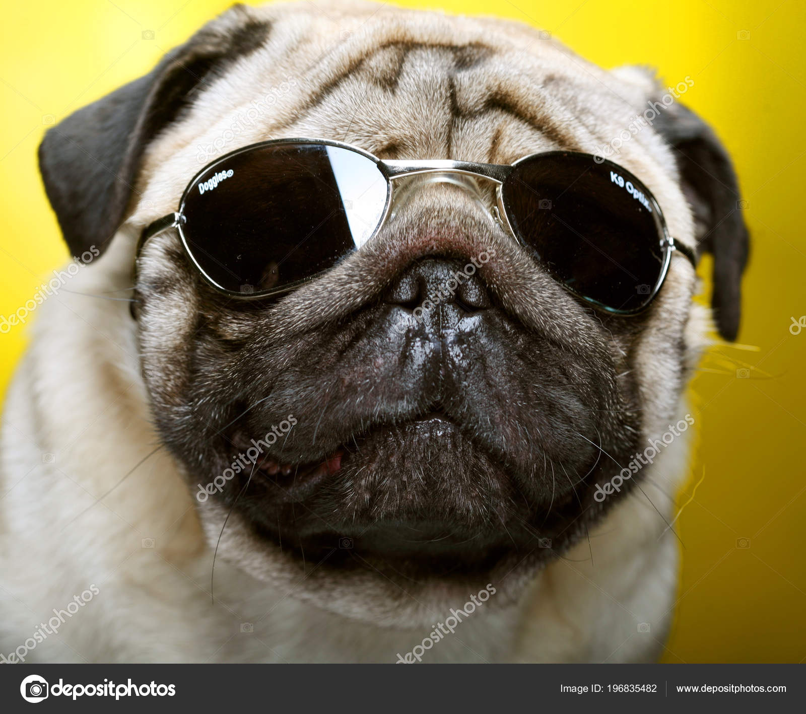 Pug with sunglasses. — Stock Photo © juice_team #196835482