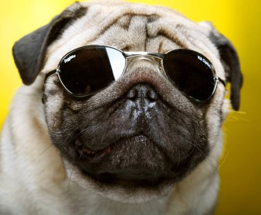 güneş gözlüğü ile pug.