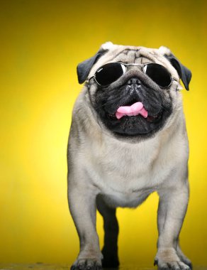 güneş gözlüğü ile pug.