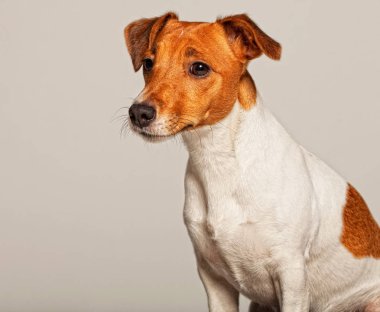 Jack Russell Teriyeri