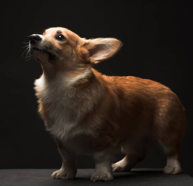 köpek yavrusu yakın çekim