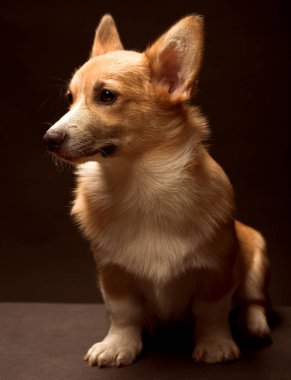 Köpecik Galli Corgi siyah bir arka planın önünde oturuyor.