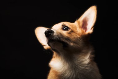 Köpecik Galli Corgi siyah bir arka planın önünde oturuyor.