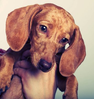 bir dachshund tutan genç büyüleyici kadın