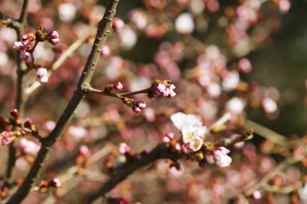 Sakura no jardim da primavera. Flores cor de rosa . — Fotografia de Stock