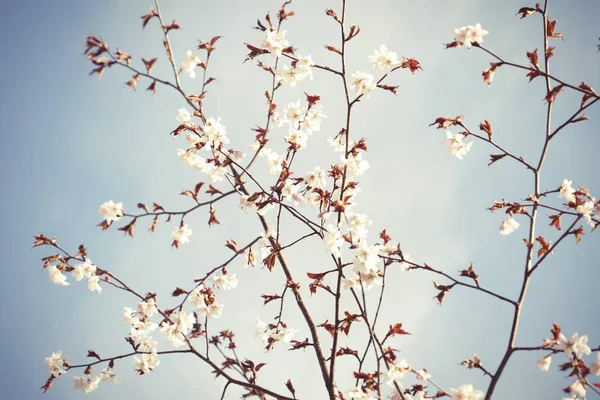 Sakura no jardim da primavera. Flores cor de rosa . — Fotografia de Stock