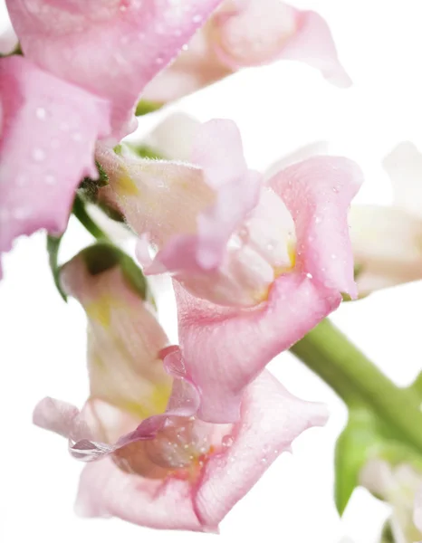 Flores rosadas sobre fondo blanco — Foto de Stock