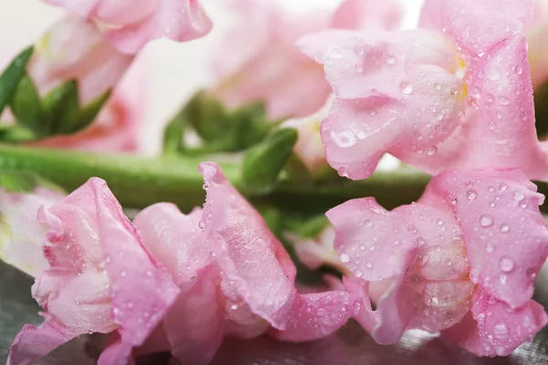 Flori roz pe fundal alb — Fotografie, imagine de stoc