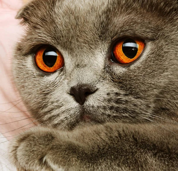 Scotitish fold grey cat — Stock Photo, Image