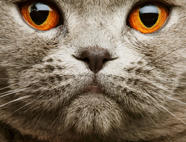 Scotitish fold grey cat — Stock Photo, Image