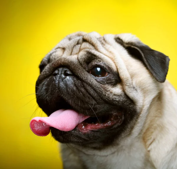 ผู้ชายน่ารัก Pug ใกล้ขึ้น — ภาพถ่ายสต็อก