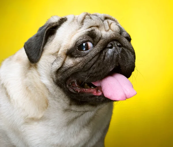 ผู้ชายน่ารัก Pug ใกล้ขึ้น — ภาพถ่ายสต็อก