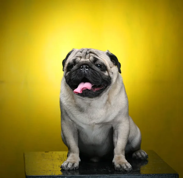 Cute Male Pug — Stock Photo, Image