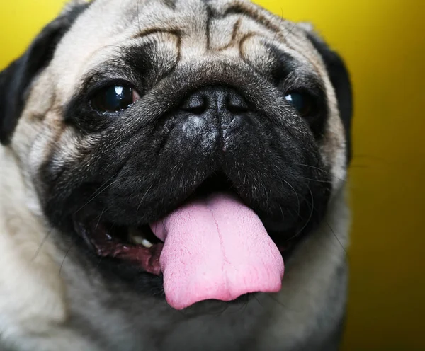 Pug macho lindo — Foto de Stock