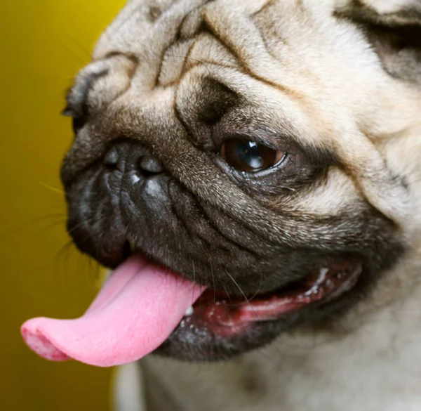 Pug macho lindo — Foto de Stock