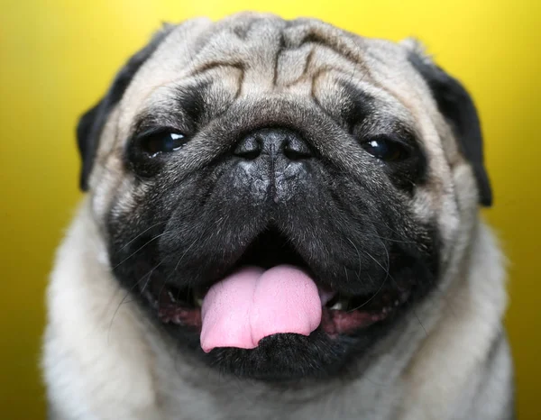 น่ารัก ชาย Pug — ภาพถ่ายสต็อก